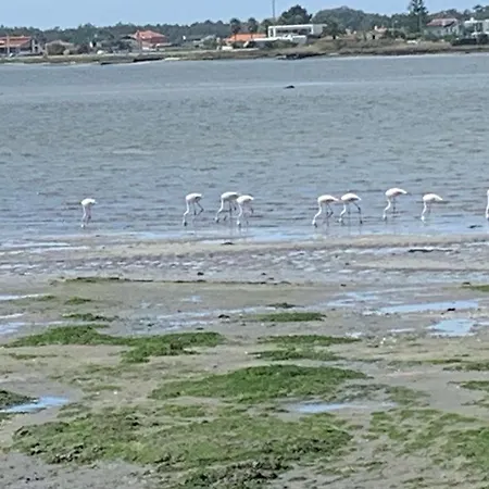 Feriehus O Cantinho Entre A Ria E O Mar - With Hot Water Pool Year Round Torreira
