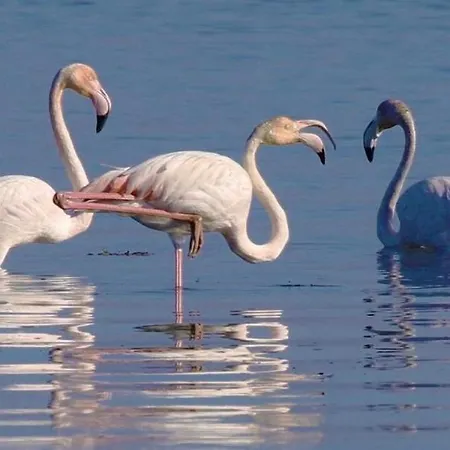 O Cantinho Entre A Ria E O Mar - With Hot Water Pool Year Round Feriehus