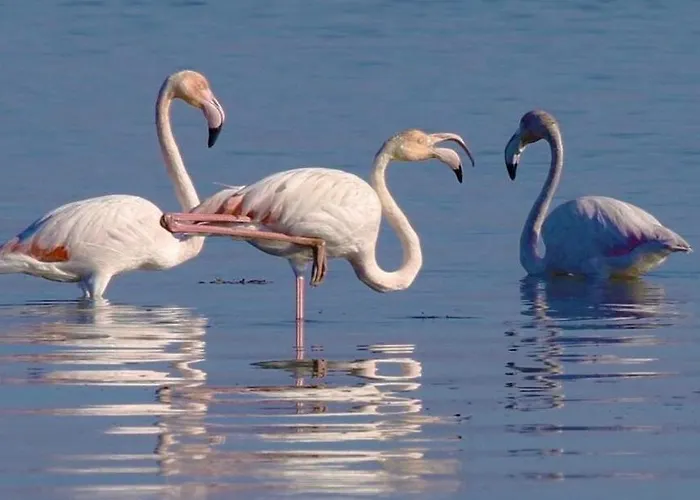 O Cantinho Entre A Ria E O Mar - With Hot Water Pool Year Round Casa de Férias